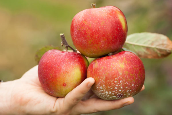 Organic Apples
